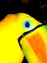 Close-up of parrot