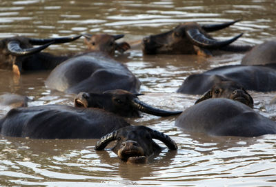 High angle view of water buffaloes in lake