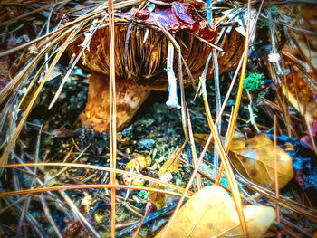 High angle view of dry leaves on field