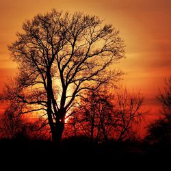 Silhouette of trees at sunset