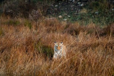 Portrait of cat on field