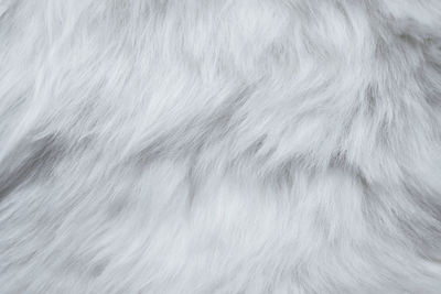 Close-up of a dog