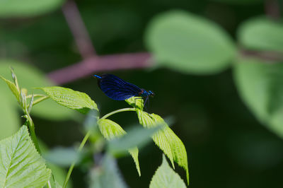 Close-up of butterfly on leaf