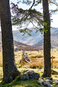 Tree trunk on field against sky