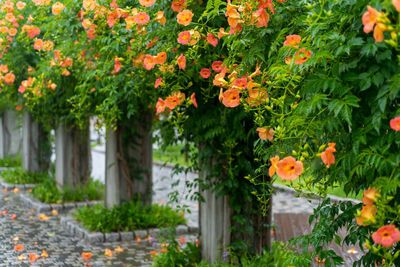 View of flowering plants