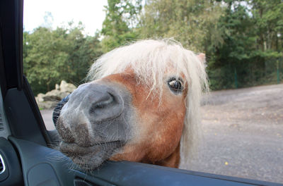 Close-up of horse in car