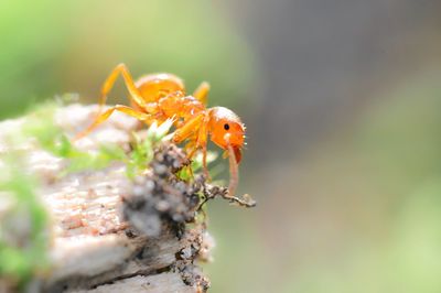 Citronella ant, or common yellow ant.