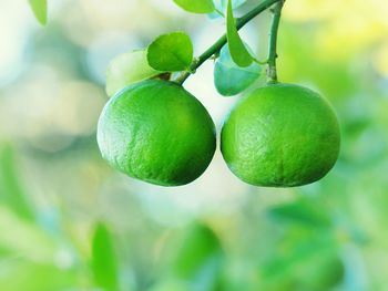 Close-up of lemon fruits growing on tree