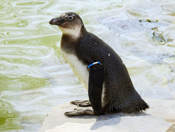 Close-up of duck in water