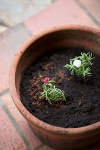 Close-up of potted plant