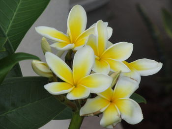 Close-up of yellow flowers blooming outdoors