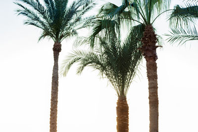 Low angle view of palm trees against sky