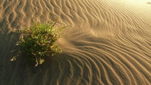 High angle view of plants on beach