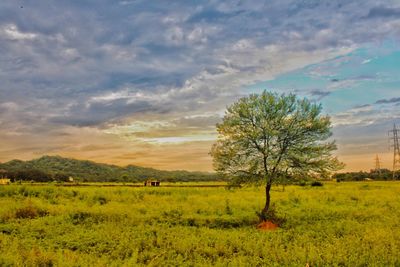 Scenic view of field against sky