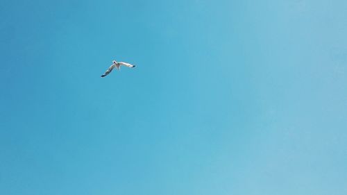 Low angle view of eagle flying against clear blue sky