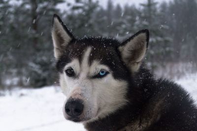Close-up of a dog in snow
