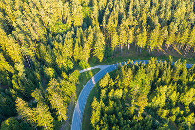 High angle view of  trees in forest