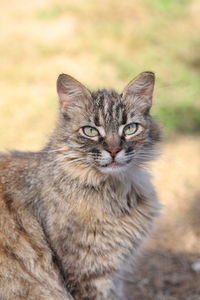 Close-up of a fluffy cat outdoors