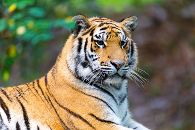 Close-up of tiger