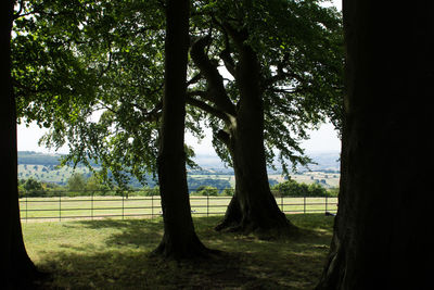 View of trees on field