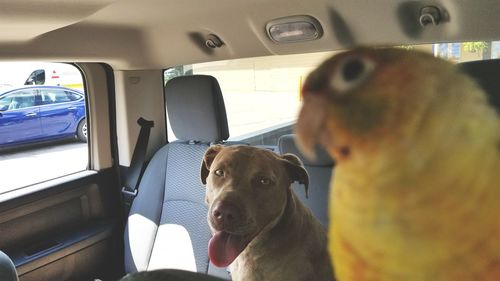 Close-up of dog sitting in car