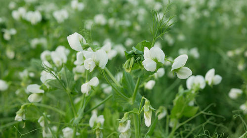 Close-up of white flowering plants on field