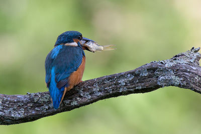 Close-up of bird perching on branch