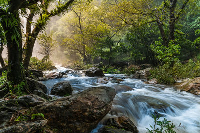 Scenic view of waterfall in forest