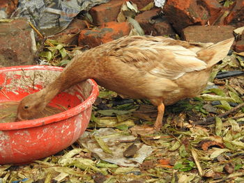 High angle view of bird on field