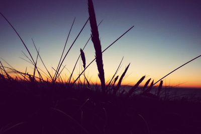 Close-up of silhouette plants against clear sky