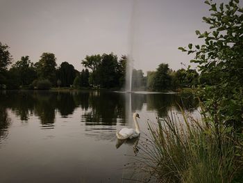 Swan swimming in lake against sky