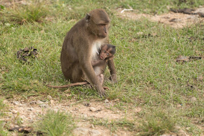 Monkey sitting on grass