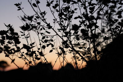 Close-up of silhouette plants on field against sky at sunset