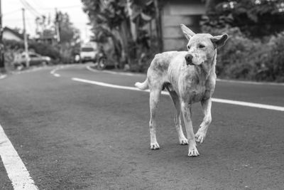 Dog on road