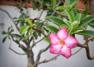 Close-up of pink flowering plant