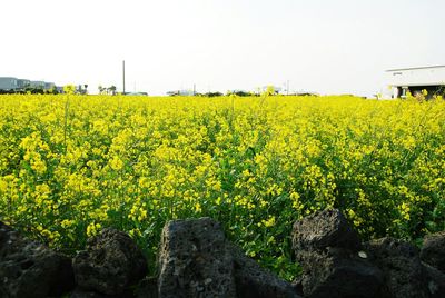 Yellow flowers growing in field