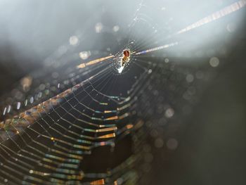 Close-up of spider on web