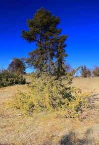 Trees on field against clear blue sky