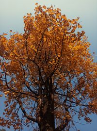 Low angle view of cherry blossom tree against sky