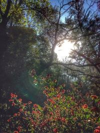 Flowers growing on tree