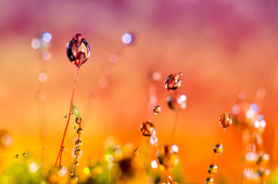 Close-up of water drops on plant