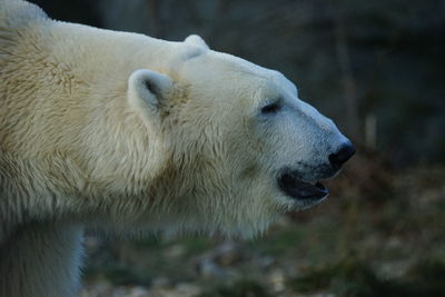 Close-up side view of a polar bear