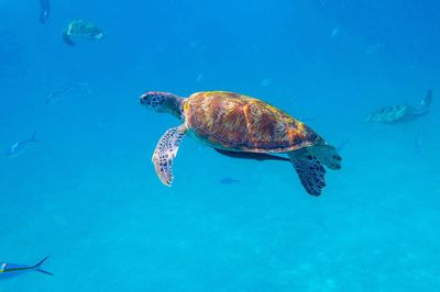 Fish swimming in sea