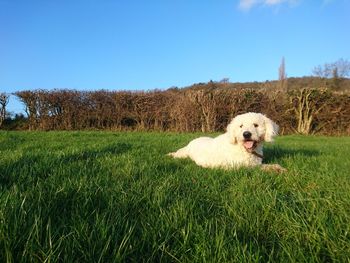 Doodle dog relaxing on grassy field against sky