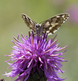 Close-up of butterfly on thistle