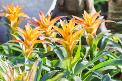 Close-up of yellow flowering plants