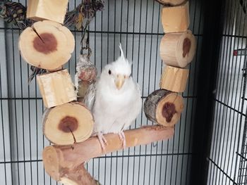 High angle view of cat in cage