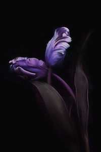 Close-up of purple flower against black background