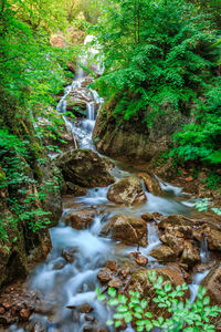 Scenic view of waterfall in forest