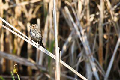 Close-up of bird perching on plant